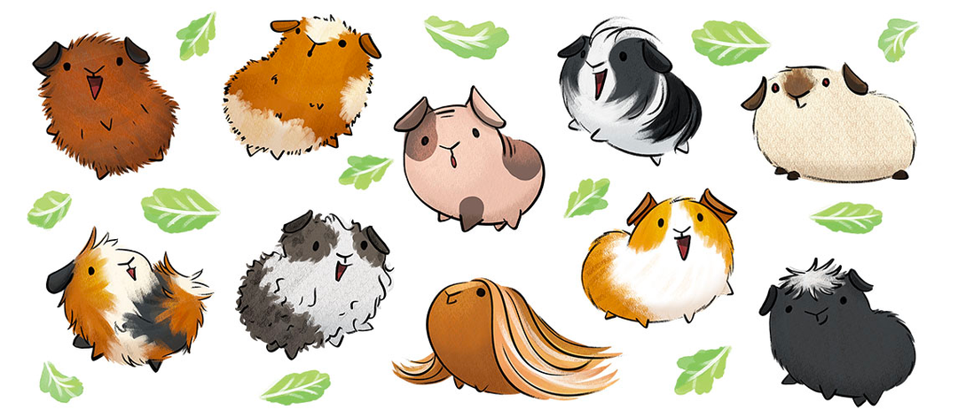 Cute guinea pig drawings