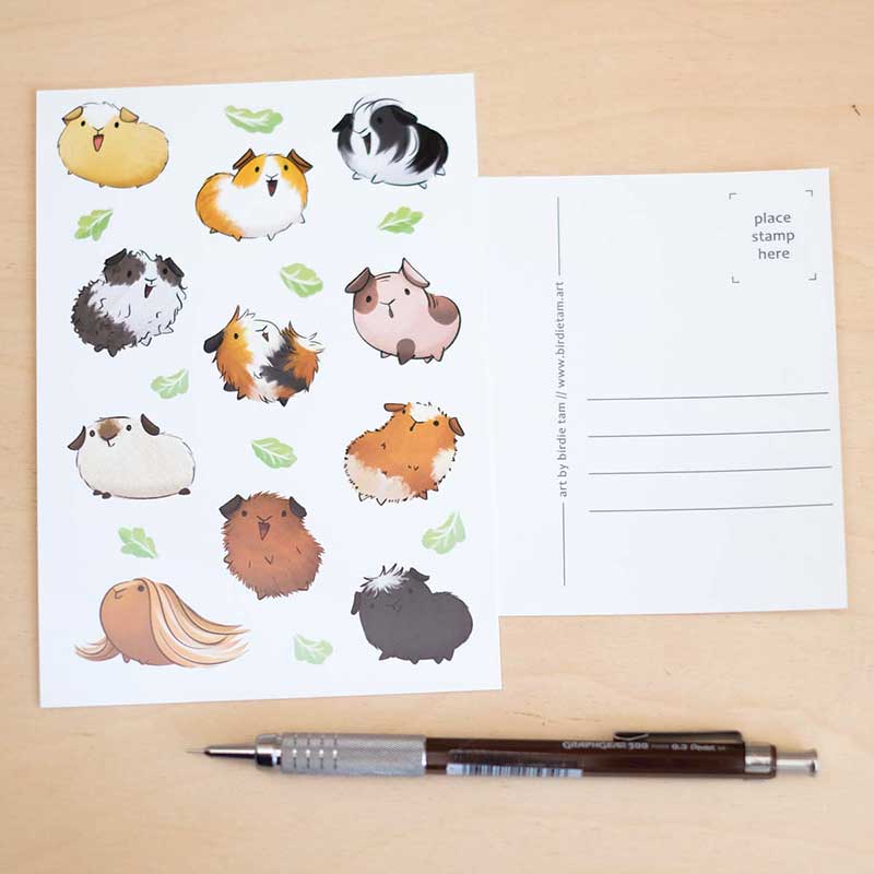 Postcard - guinea pigs